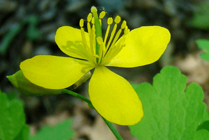Fleur d'herbe de chélidoine pour l'élimination du papillome